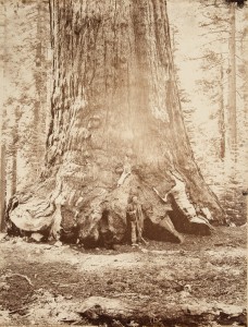 Carleton Watkins. Section of the Grizzly Giant with Galen Clark, Mariposa Grove